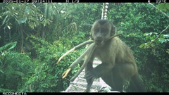 カメラが捉えた、林冠横断橋を渡る野生ザル　アマゾン川流域で絶滅種の交通事故を防ぐ取り組み