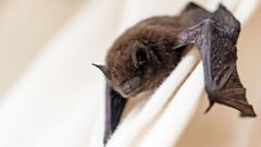 新系統のコロナウイルス、武漢の研究所が発見　現時点で公衆衛生上の懸念なし