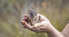 小さなカンガルー？、フサオネズミカンガルーを絶滅から救う取り組み　豪