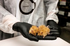 マンモスの特徴を持つ「ケナガネズミ」が誕生、マンモス復活への一歩となるか