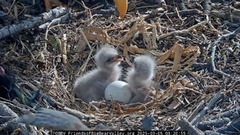 ネット中継で人気のハクトウワシのカップル、３年ぶりにひな　米カリフォルニア州