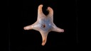 海洋生物を記録する野心的な取り組み、新種８６６種を発見
