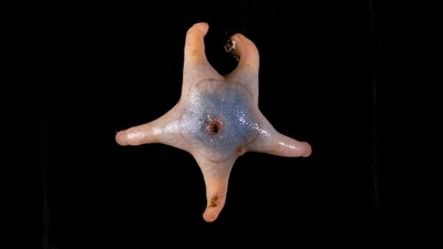 海洋生物を記録する野心的な取り組み、新種８６６種を発見