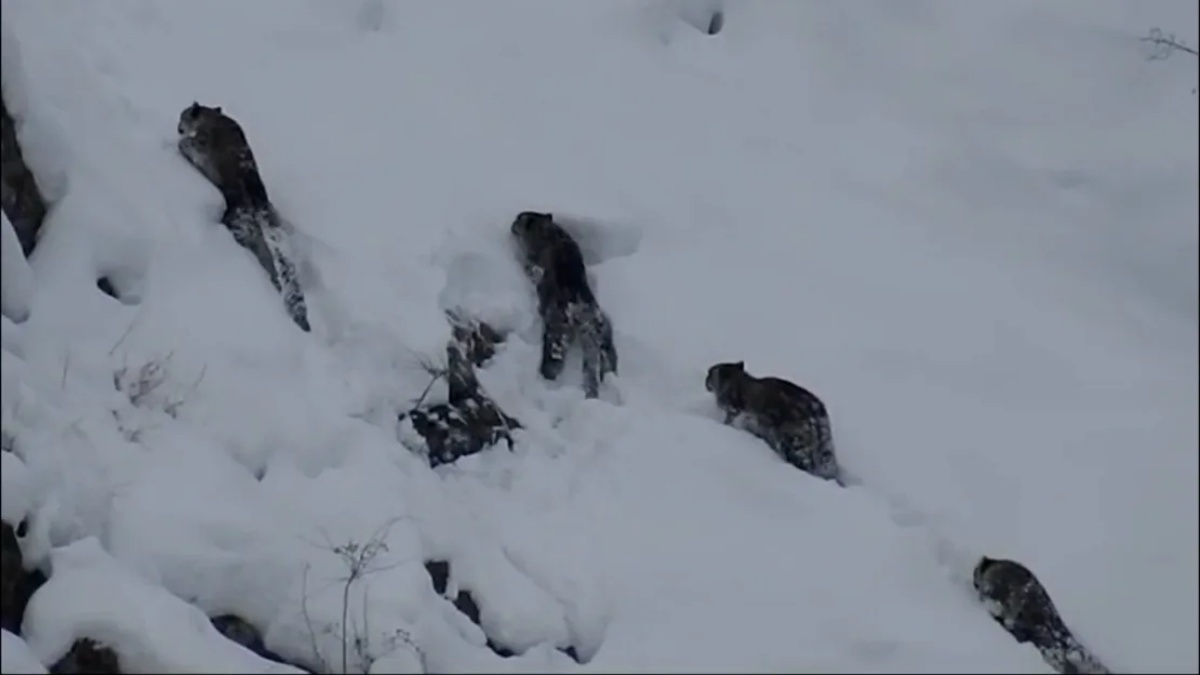 中央カラコルム国立公園の雪に覆われた崖で目撃された4匹のユキヒョウ/Sakhawat Ali