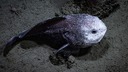 「世界一醜い生き物」から「今年の魚」に　ニュウドウカジカ、ＮＺの投票で勝利