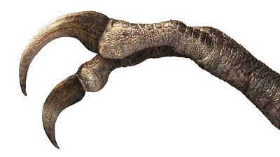 恐竜の巨大な爪を発見、完全な保存状態では過去最大　モンゴル・ゴビ砂漠