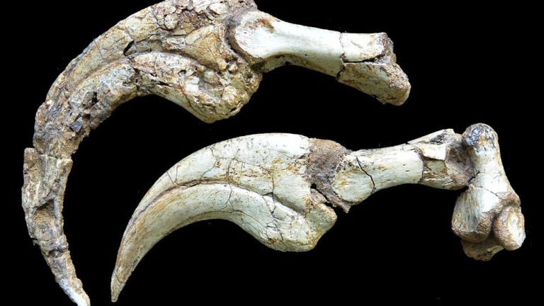 爪の１本（左上）にケラチンの鞘がついている化石/Kobayashi et al 2025