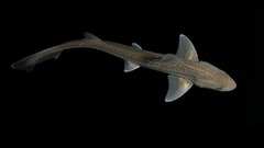 静かなる捕食者のサメ、実は音を発する種も　新研究で判明