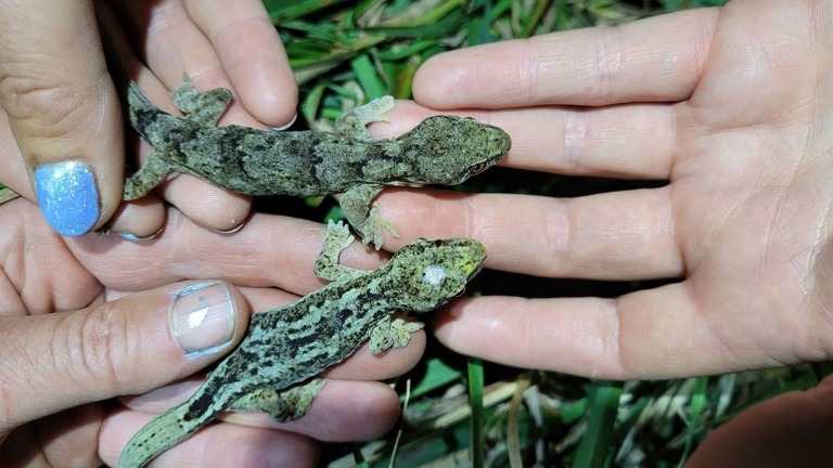 ニュージーランドのモツナウ島で、世界最高齢とみられるヤモリのつがいが見つかった/Department of Conservation NZ
