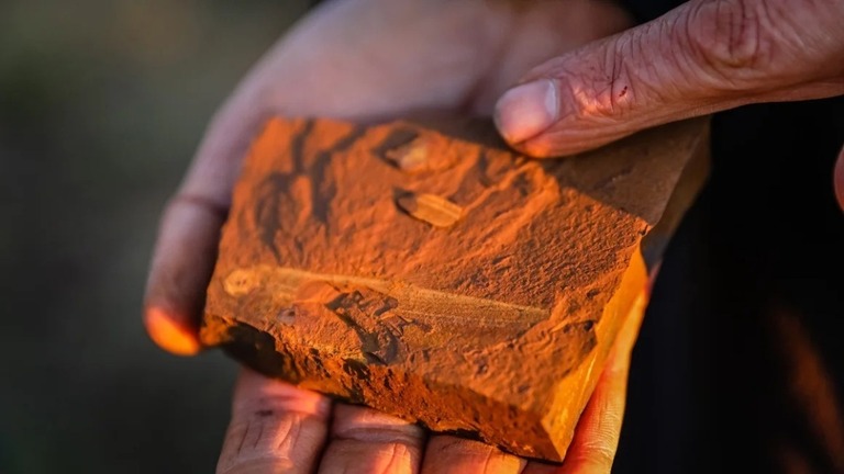 オーストラリアで新たに発見されたフェルアスピス・ブロクシの化石/Salty Dingo/Australian Museum