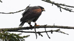 住民を恐怖に陥れたタカをついに捕獲、襲われる被害者が続出　英