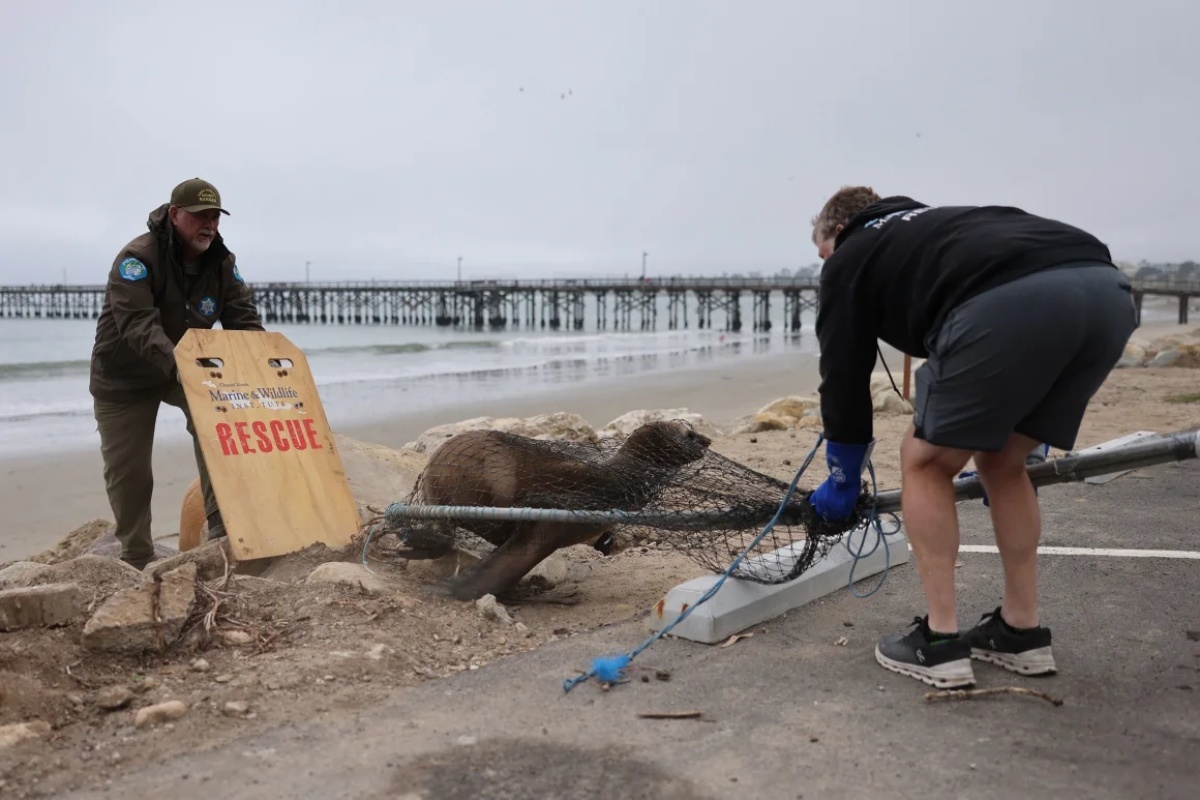 ボランティアの人々がアシカを保護している=3月25日、カリフォルニア州サンタバーバラ/David Swanson/AFP/Getty Images