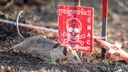 人の命を救う探知ネズミ「ロニン」、地雷発見の世界記録更新