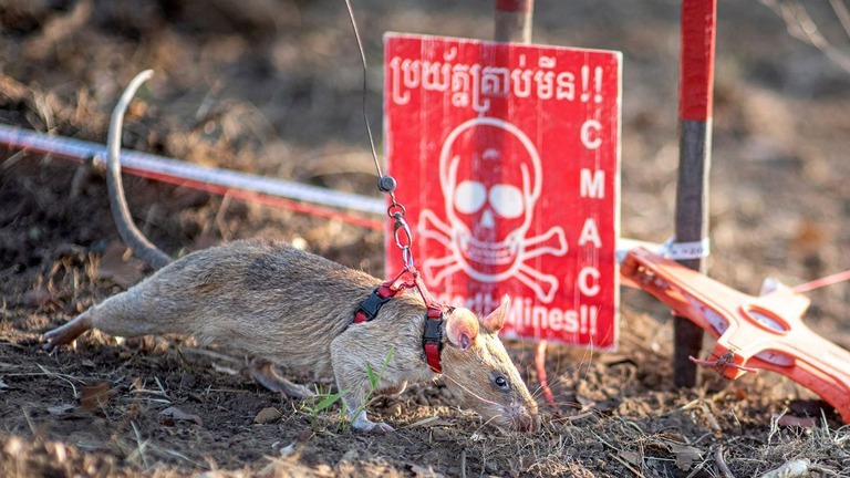 カンボジアで地雷探知ネズミとして活躍する「ロニン」/Handout/AFP/APOPO/Getty Images