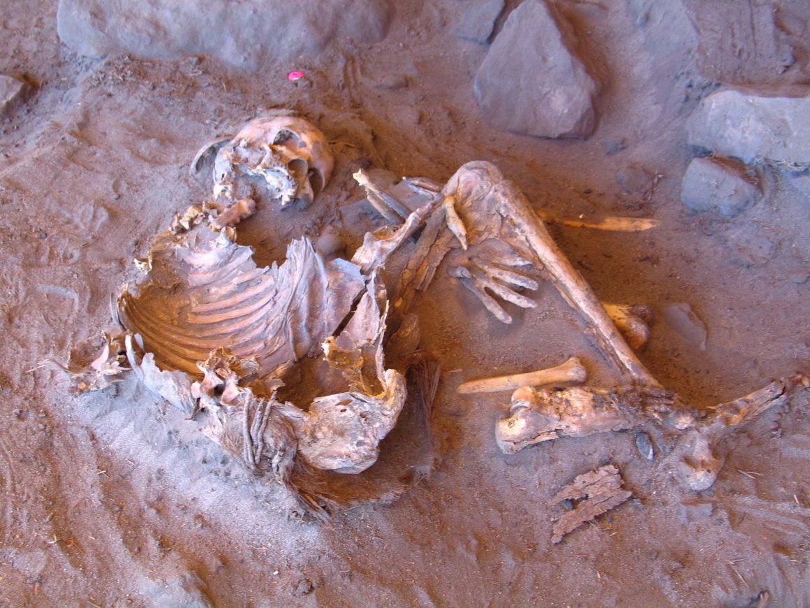 科学者は7000年前の遺体から試料を採取して分析を行った/ Archaeological Mission in the Sahara/Sapienza University of Rome