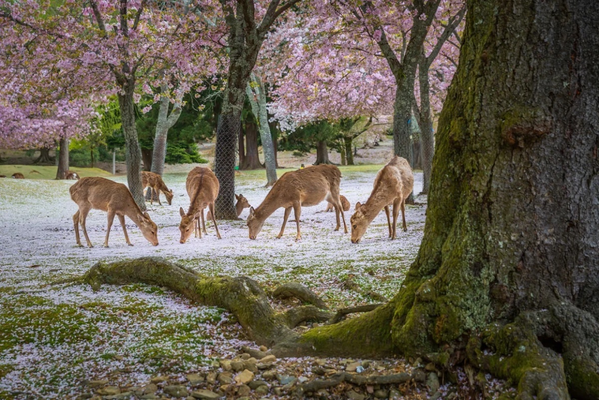 桜の季節の奈良公園/Sanchai Loongroon/Moment RF/Getty Images