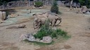 ゾウが地震で「防御態勢」、集まって輪になる　米動物園