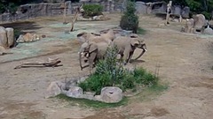 ゾウが地震で「防御態勢」、集まって輪になる　米動物園