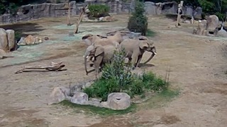 米カリフォルニア州の動物園で、地震を感じたゾウの群れが「防御態勢」を取る様子が目撃された