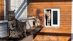 ネコ科動物販売の疑いで男女を逮捕、国際密輸組織の存在が明るみに　スペイン