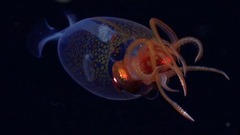 まるで「ガラスの彫刻」、深海泳ぐダイオウホウズキイカの映像を初公開