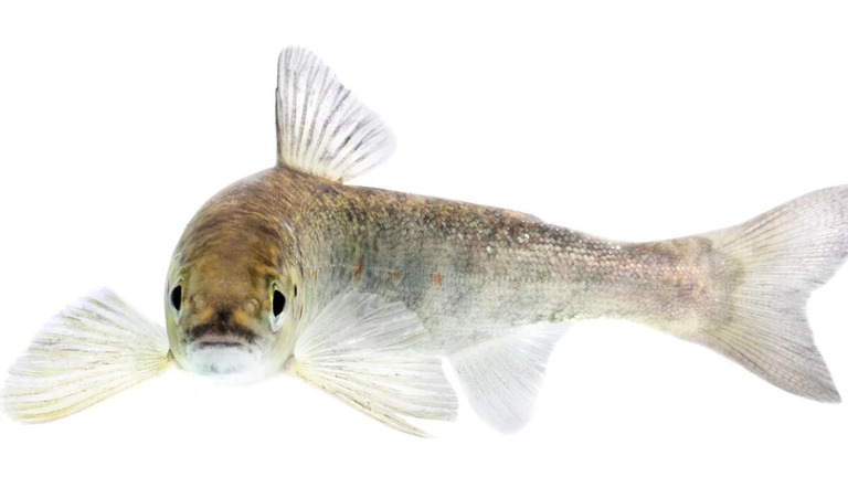 「クロバザム」と呼ばれる薬がサケの脳に蓄積すると、回遊する個体がより早く海に到達することが新たな研究で分かった/Jörgen Wiklund