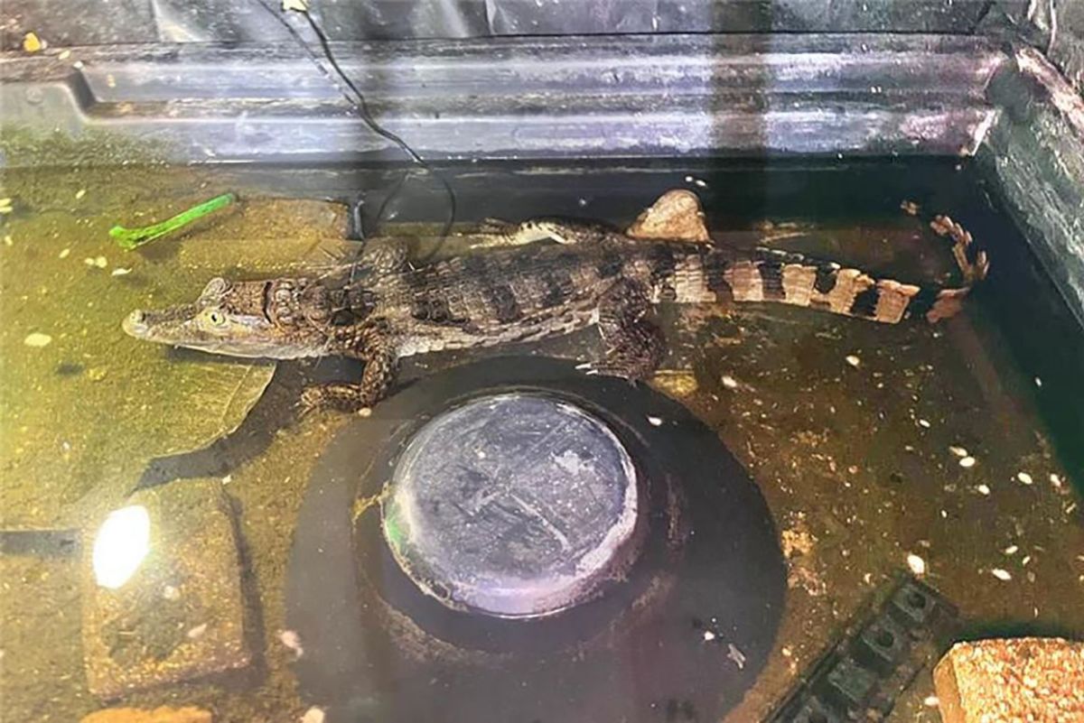 押収されたカイマンは動物保護団体に引き渡された/Essex Police via PA Wire