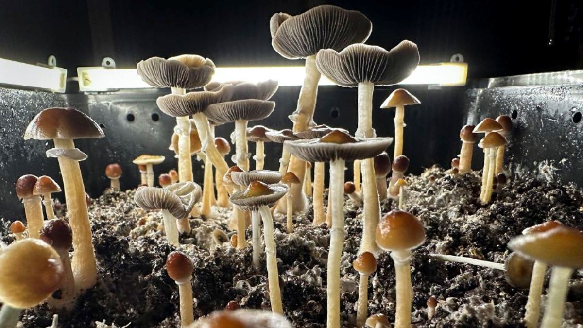 マジックマッシュルーム 舞茸の世界 その限りない効用の研究