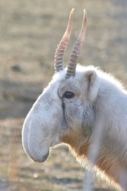 絶滅の縁から復活、珍獣サイガ