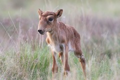 保全の取り組みでは、定期的なモニタリングによって病気のまん延を食い止めたい考えだ。サイガは病気に弱いが、約６割が双子を出産するため、個体数の回復は早い。この高い出生率に保全活動や意識の高まりも相まって、中央アジアのステップ地帯は以前ほど寂しい空間ではなくなっている