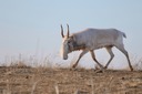 絶滅の縁から復活した珍獣サイガ、中央アジアの草原を闊歩