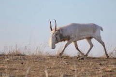 絶滅の縁から復活した珍獣サイガ、中央アジアの草原を闊歩