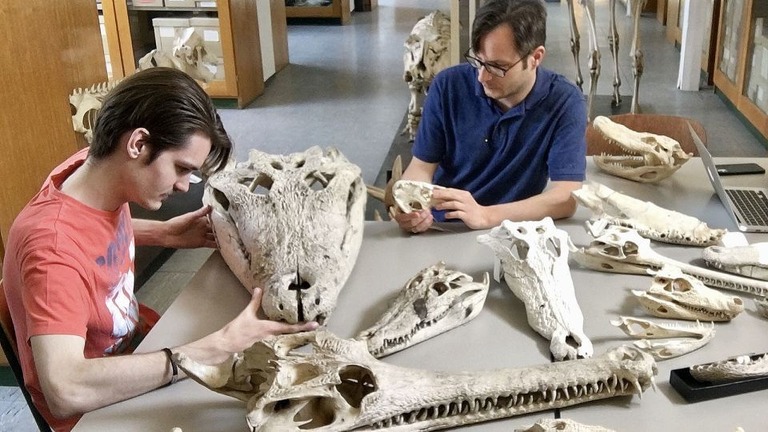 絶滅したワニ類の大小様々な頭骨を分析する科学者ら/Márton Rab/University of Tübingen