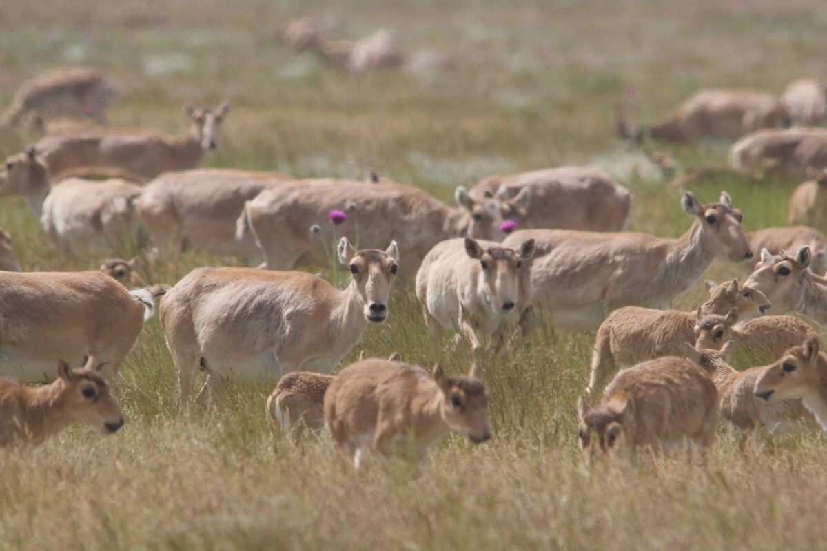 春と秋の移動の時期、サイガが数百キロを旅する様子/Rob Field/RSPB