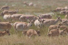 春と秋の移動の時期、サイガが数百キロを旅する様子