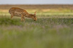 「アルティン・ダラ（カザフスタン語で「黄金のステップ」を意味する）保全イニシアチブ」は、サイガやモウコノウマ、野生ロバの一種であるクーランなど、ステップの野生生物を保護するため２００６年に設立されたもので、国連から世界自然保護旗艦事業に指定されている。イニシアチブの開始以来、デンマークの国土面積と同等の５００万ヘクタールの土地が保護区に指定された
