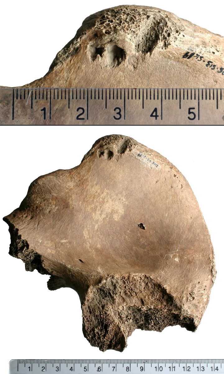 研究者らは骨盤の痕跡のスキャンを作成して分析。様々な肉食動物の噛み痕と比較しネコ科の大型動物、恐らくライオンに由来するものだとの見解を示す