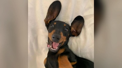 迷子の犬を５２９日ぶりに捕獲、決め手は「においのついたシャツ」　豪