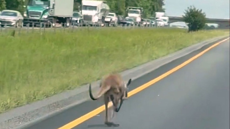 道路上を逃げるカンガルー/Austin Andrew Price/AP