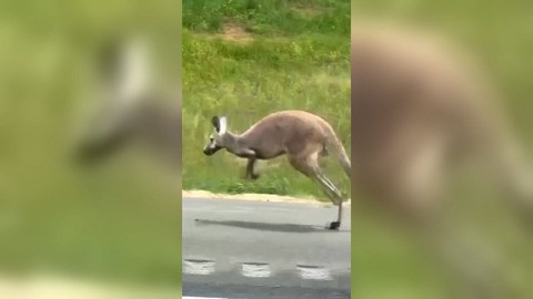 カンガルーが道路をピョンピョン　米