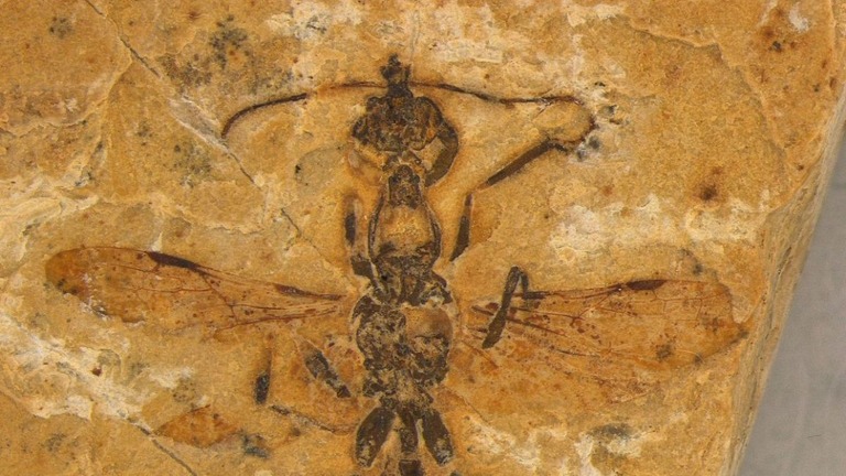 微細な構造も残っている１億１３００万年前の「地獄アリ」の化石/ Anderson Lepeco