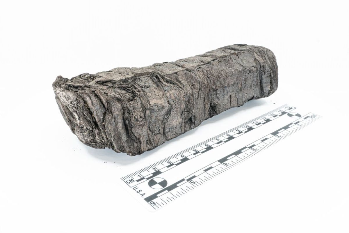 ＰＨｅｒｃ．１７２」と名付けられた巻物は約２０００年前の火山の噴火により「燃えて」しまっていた/Vesuvius Challenge