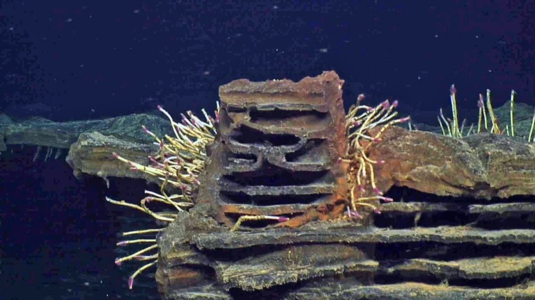 アクシアル海山の独特な地形で成長する「チューブワーム」/UW/NSF-OOI