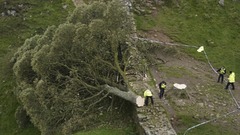 樹齢２００年超の名木、切り倒した男２人に有罪評決　英ハドリアヌスの長城の名所