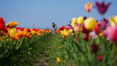 トランプ関税の影響は母の日にも、花が値上がり　南米からの輸入も多く