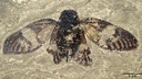 新たに命名された太古のセミの化石、保存状態良く翅脈もくっきり