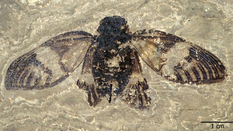 ドイツの採掘場で見つかった、極めて保存状態の良好な雌のセミの化石/Senckenberg