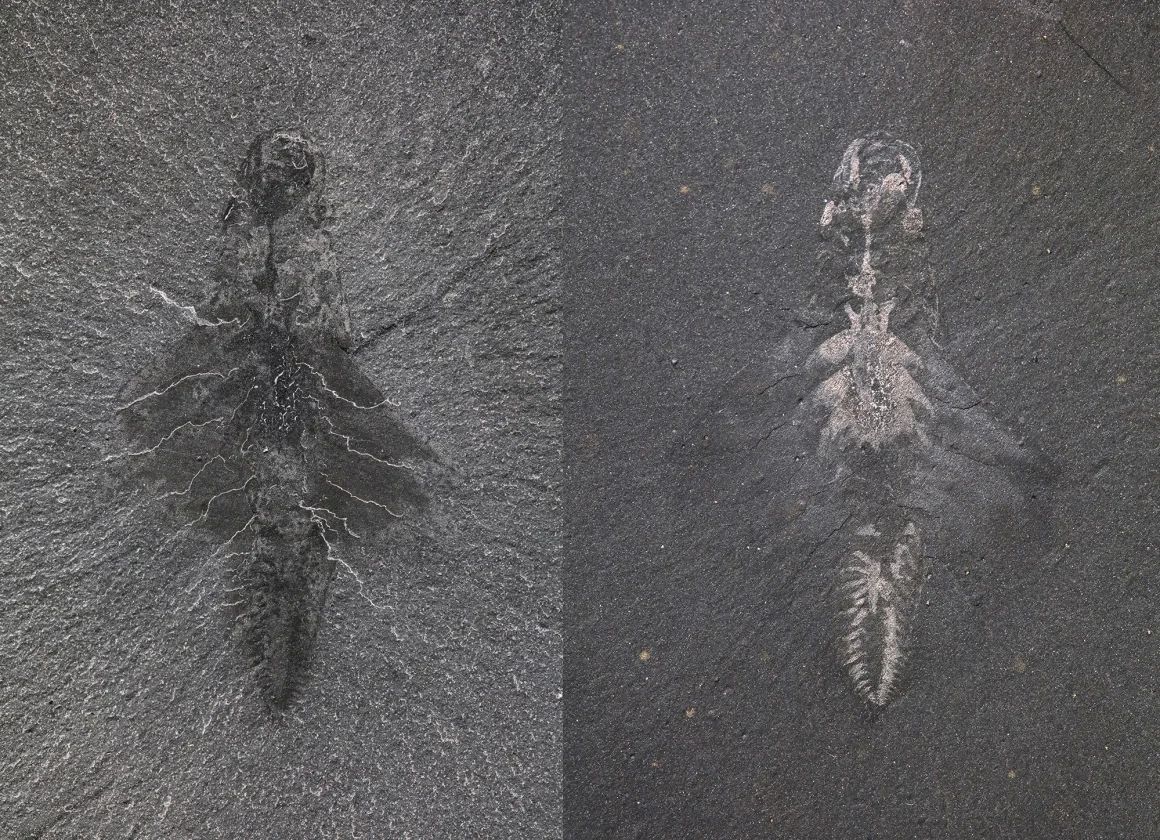 同じ化石を異なる照明条件で撮影。左は体形を、右は消化管の痕跡を浮かび上がらせている/Jean-Bernard Caron/ROM