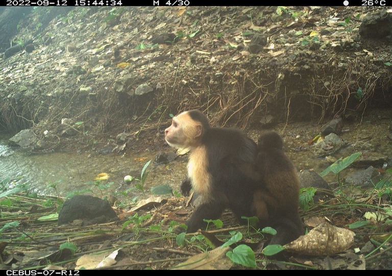 背中にホエザルの赤ちゃんがしがみついた状態のオマキザル/Brendan Barrett/Max Planck Institute of Animal Behavior via CNN Newsource