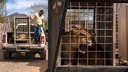 保護区の動物たちも逃げ出す、ギャングの暴力横行する土地から大移動　メキシコ・シナロア州